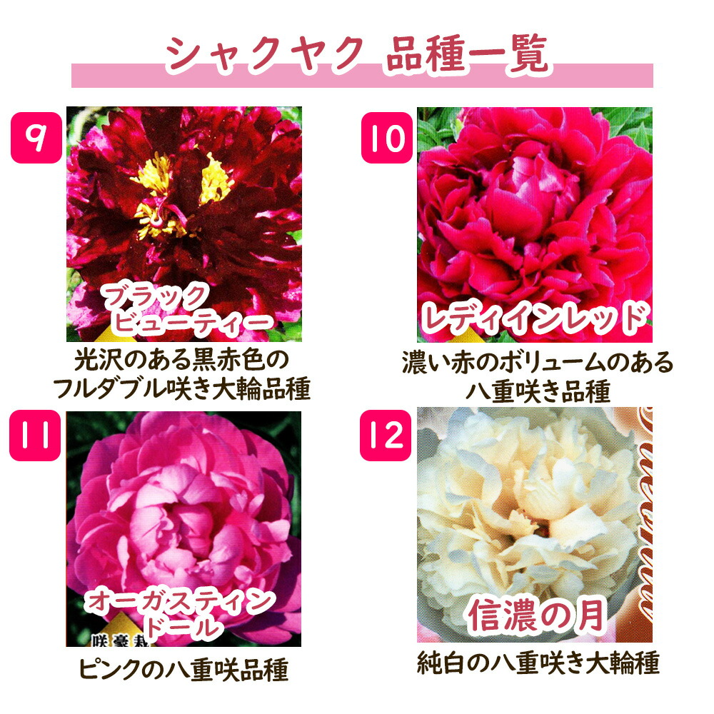 選べる「 シャクヤク ( 芍薬 ) ポット苗 」12cmポット 庭木 生垣 芍薬