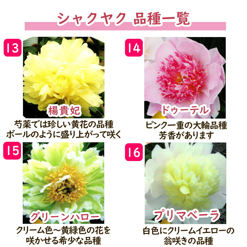 選べる「 シャクヤク ( 芍薬 ) ポット苗 」12cmポット 庭木 生垣 芍薬