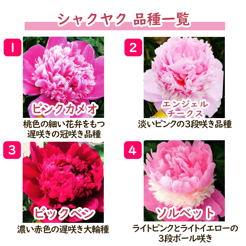 選べる「 シャクヤク ( 芍薬 ) ポット苗 」12cmポット 庭木 生垣 芍薬