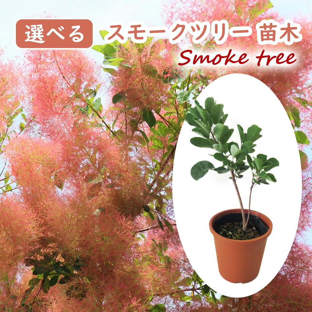 楽天市場】選べる スモークツリー 苗 苗木 13.5cmポット 樹高約20 楽天市場】選べる スモークツリー 苗 苗木 13.5cmポット 樹高約20