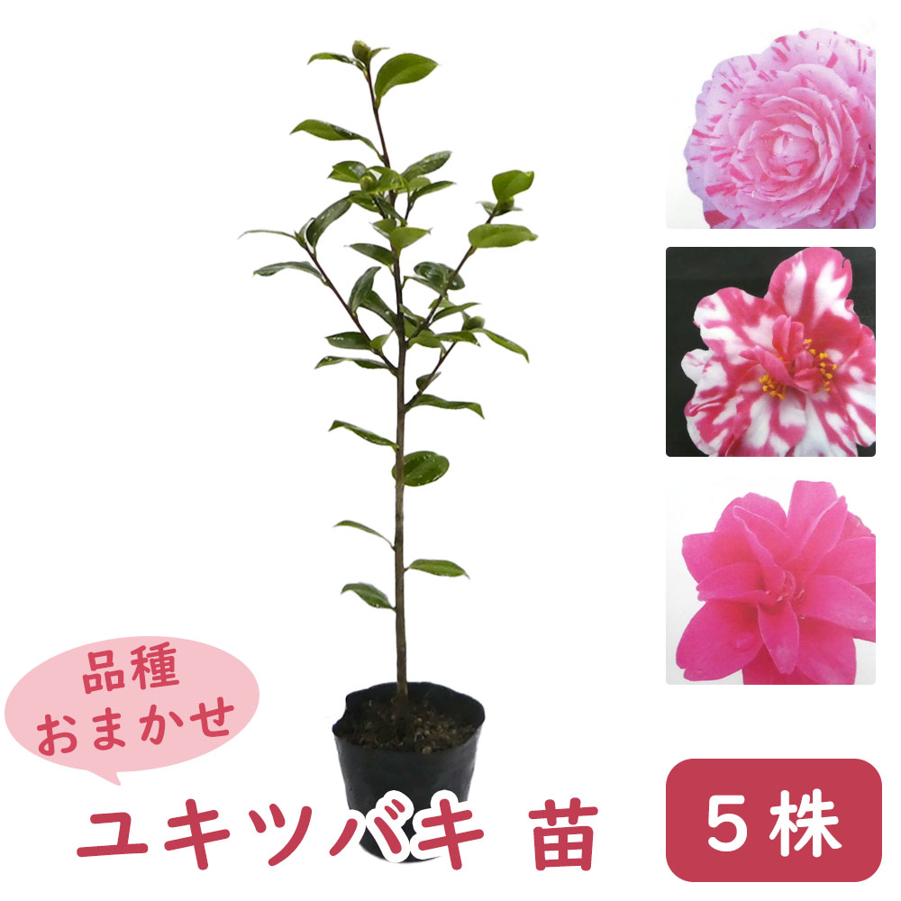 雪舞椿 『ゆきまいつばき』 楽天市場】品種おまかせ 「 ユキツバキ ( 雪椿 ) 」 【3株】 苗 苗木