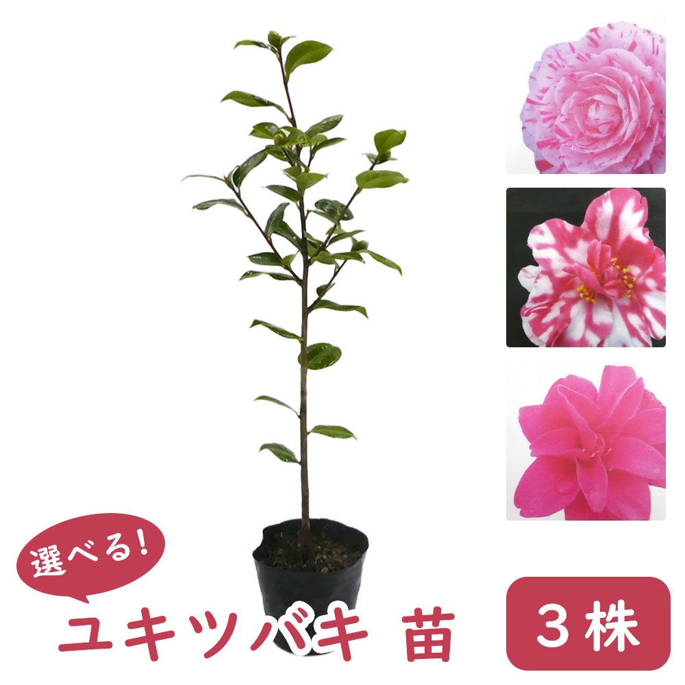 楽天市場】品種おまかせ 「 ユキツバキ ( 雪椿 ) 」 【3株】 苗 苗木