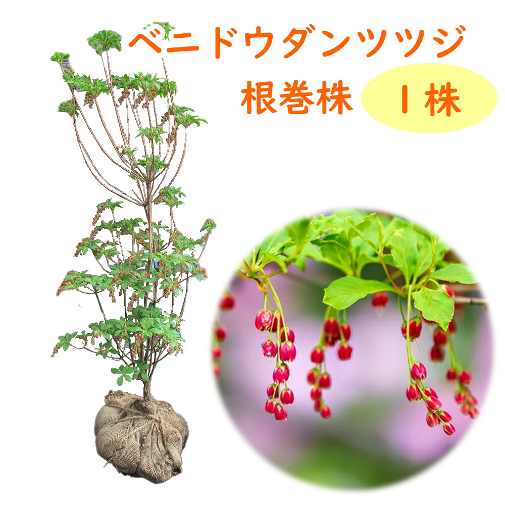 楽天市場】【選べる現品発送】ベニドウダンツツジ(紅ドウダンツツジ
