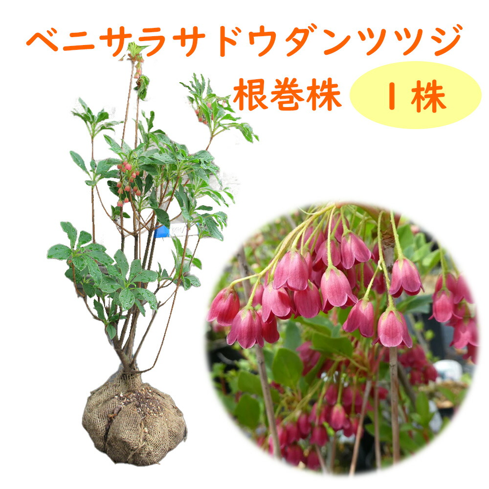 楽天市場】【現品発送Y261】ベニドウダンツツジ(紅ドウダンツツジ) 小