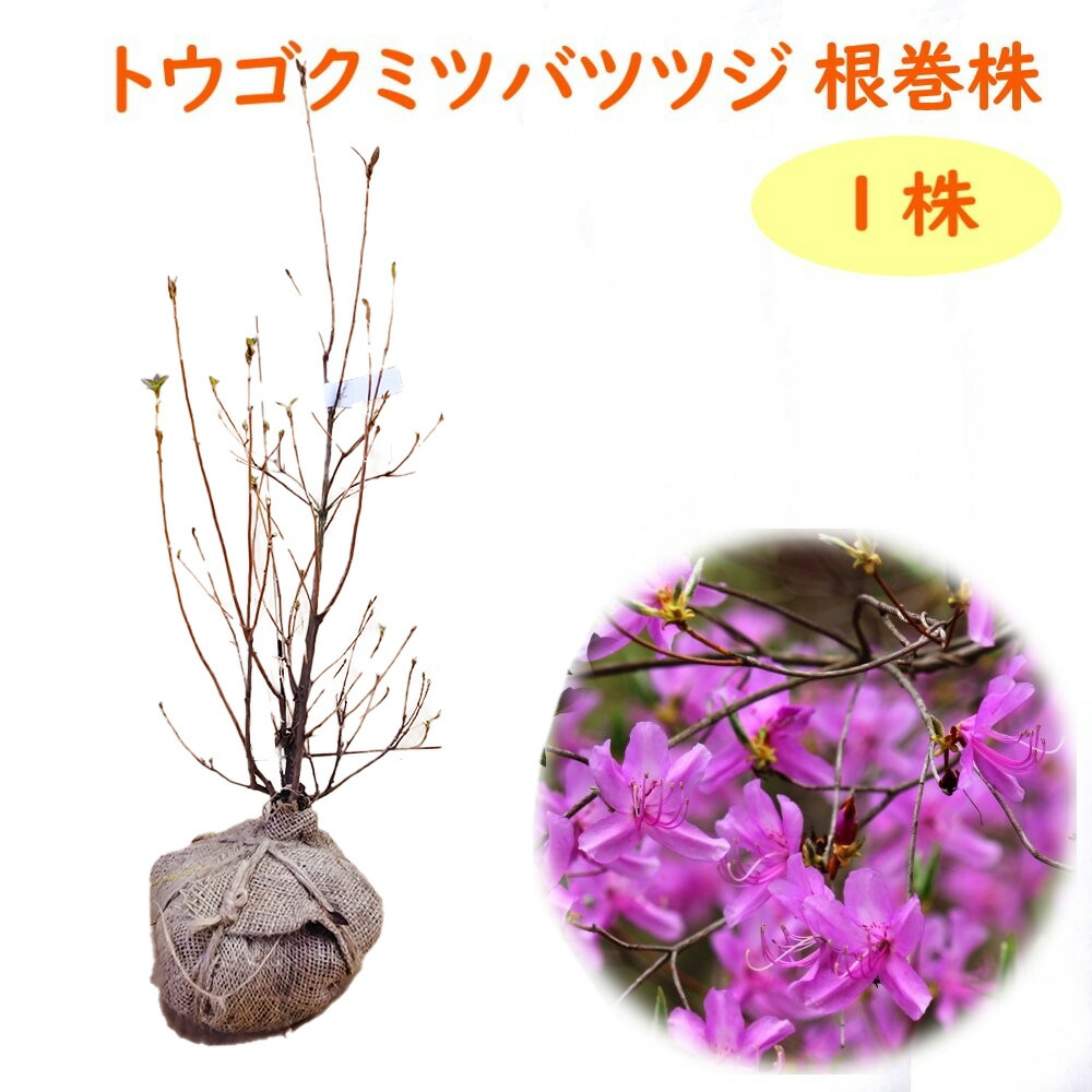 ジングウミツバツツジ/大株【現品発送】管理70481 ジングウミツバツツジ/大株【現品発送】管理70481