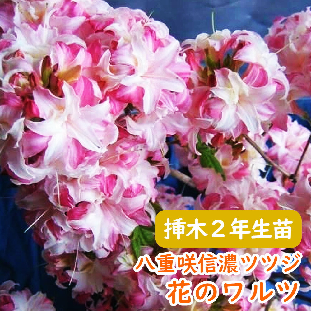 翼苗木 hw2_01.jpg