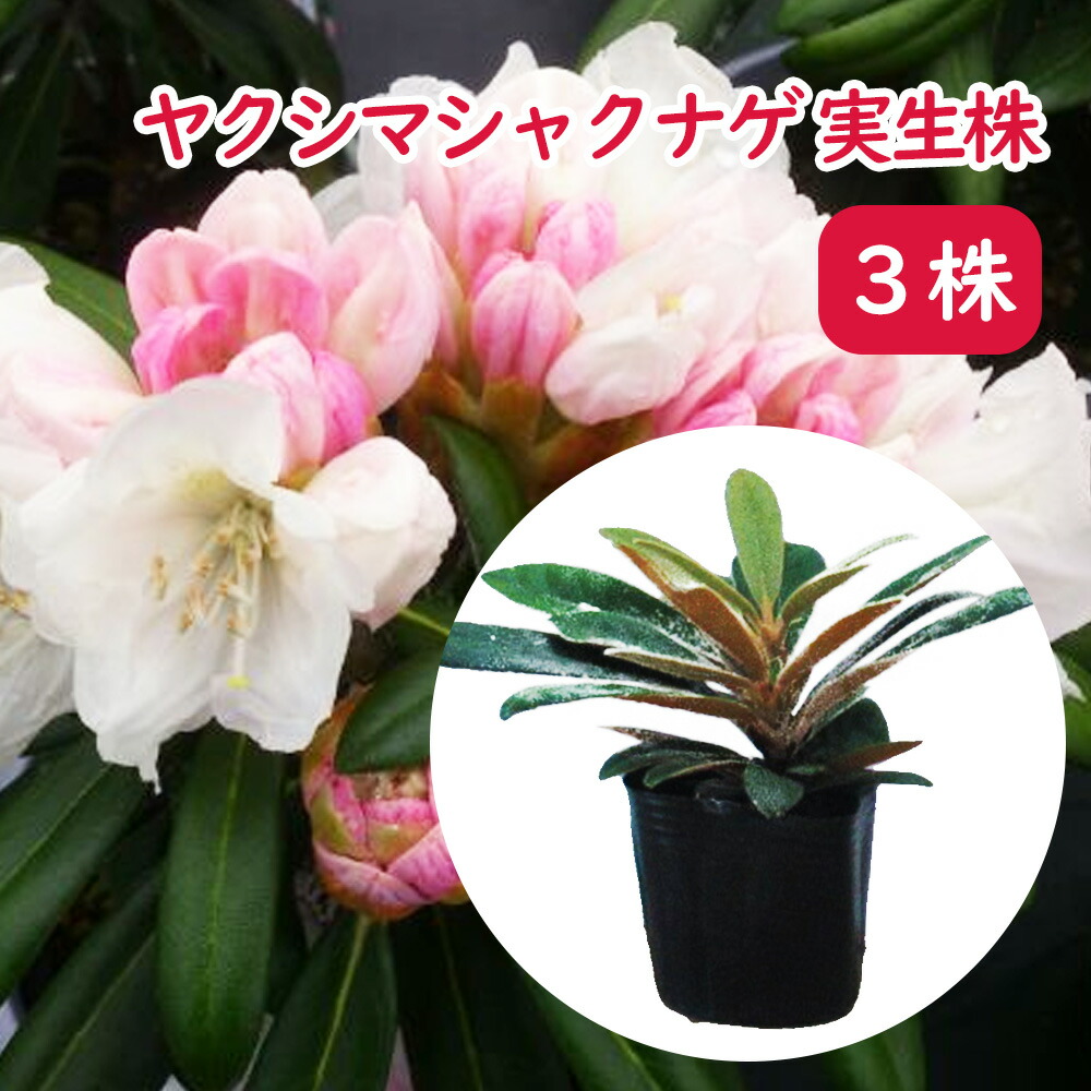 楽天市場】屋久島石楠花(ヤクシマシャクナゲ) 6号鉢植え 苗木(d10