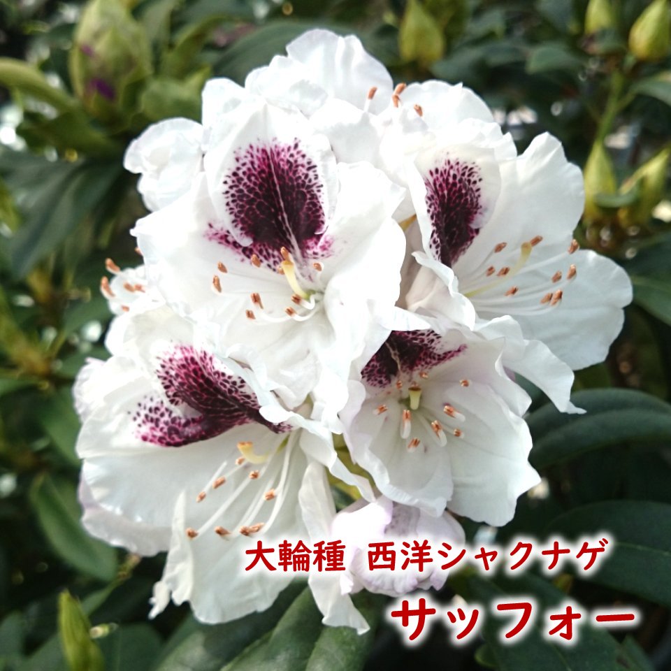 楽天市場】【2026年春開花見込み株】西洋シャクナゲ 大輪種