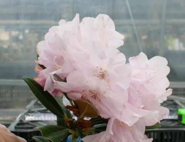 大輪石楠花 16,612 石楠花 Stock Photos, High-Res Pictures, and Images - Getty