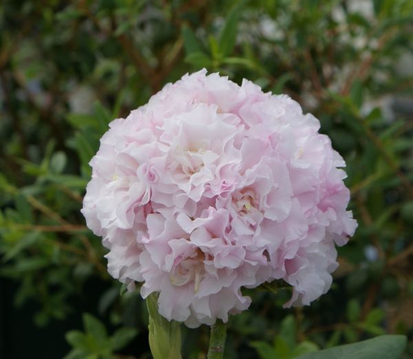 楽天市場】ヤマトシャクナゲ 純白『 大峰白 』 接木1年 石楠花 苗 苗木