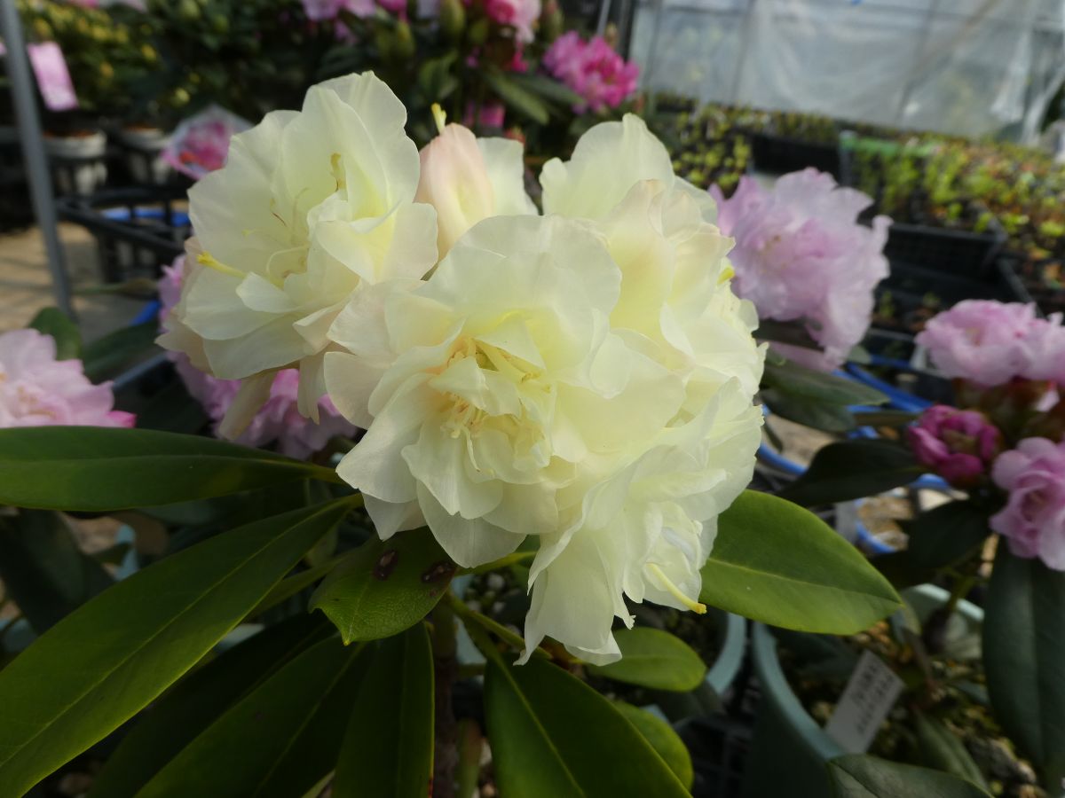 八重咲きシャクナゲ ときめき R6019 植木樹高30cm 幅30cm 蕾3 4つ付き 蕾3 4つ付き 接木4年目花 ガーデン Diy 接木4年目 富士園芸店流行に