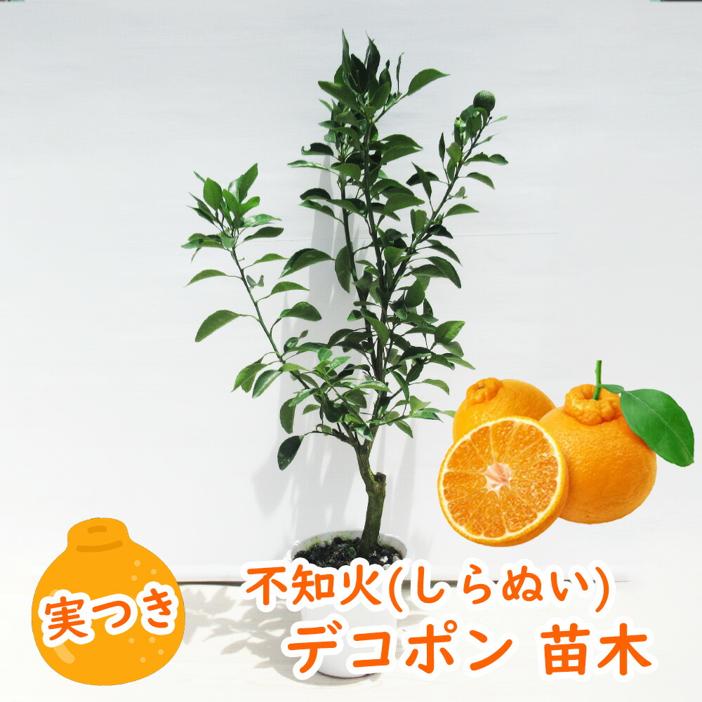楽天市場】みかん 苗木 【デコポン 不知火】 2年生接木苗 【予約
