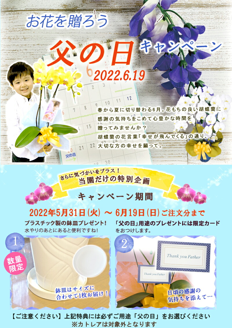 胡蝶蘭紅白ミックス3本立ち2種あす楽花ギフトフラワーギフトホワイトデーひな祭り開店祝い開院祝い就任祝い開業祝い移転祝い誕生日祝い結婚祝い当選祝い御礼就任祝い長寿祝い供花叙勲必勝お供え月間優良ショップ