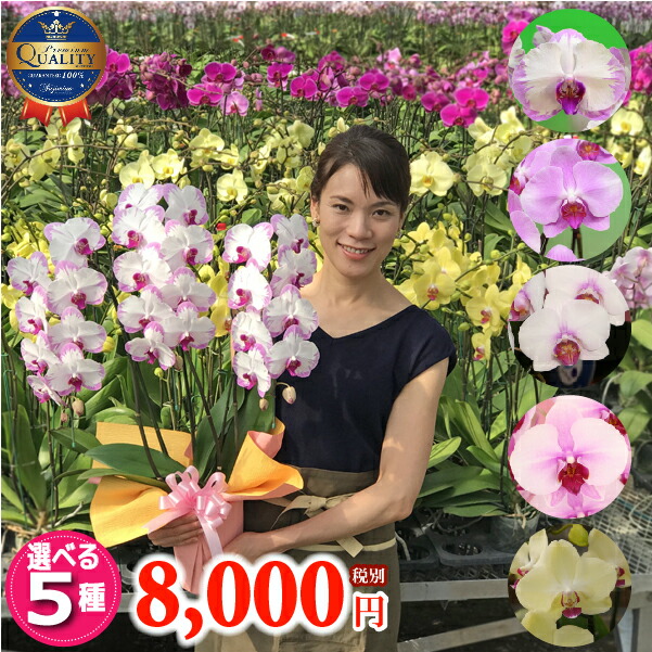 お洒落 胡蝶蘭 中輪 3本立ち 5種類 8000円 お祝い お供え 花 除菌処理済み コチョウラン ギフト 誕生日祝い 開店祝い 移転祝い お見舞い お中元 御礼 就任祝い ご栄転祝い 退職祝い お礼 記念日 供花 立札 カード 無料 送料無料 最安値に挑戦 Amiraliizadi Com