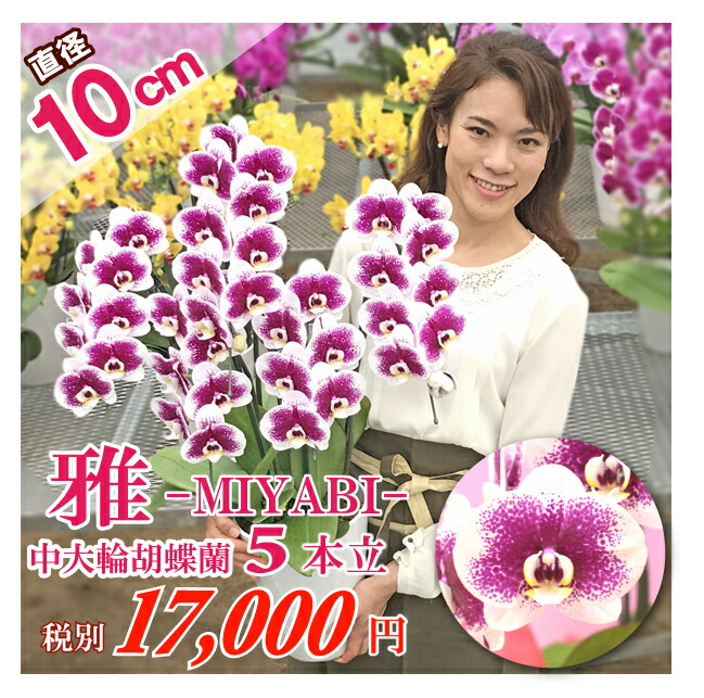 楽天市場 中輪系スポット胡蝶蘭 雅 Miyabi 5本立ち コチョウラン 花 ギフト 開店祝い 開院祝い 就任祝い 開業祝い 移転祝い 誕生日祝い 当選祝い 御礼 就任祝い ご栄転祝い 退職祝い 長寿祝い 供花 お供え 品質保証 月間優良ショップ ふじみ野ラン園 楽天市場店
