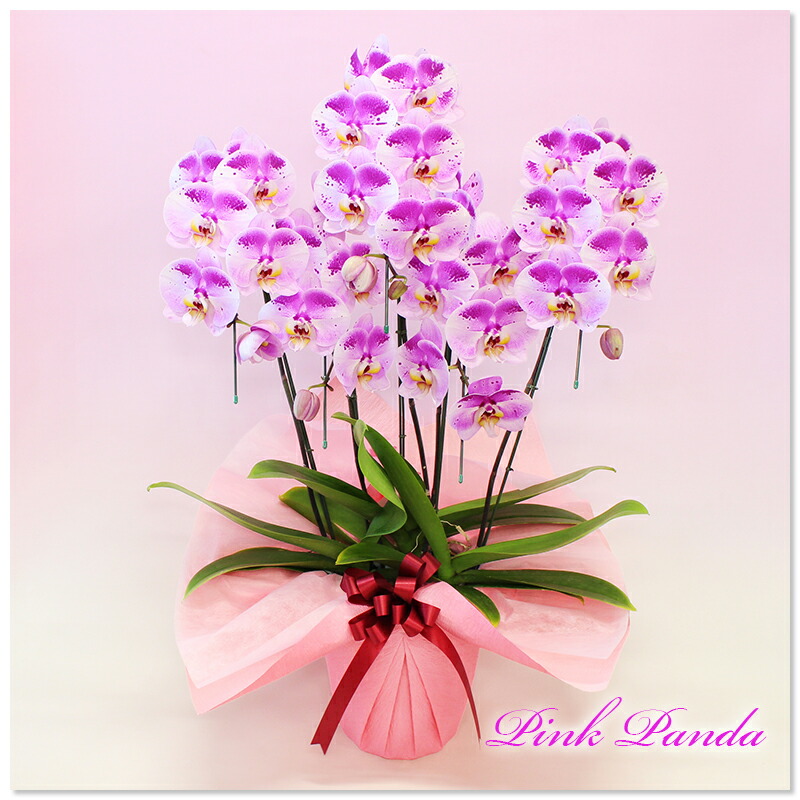 楽天市場 胡蝶蘭 中大輪 珍しい スポット胡蝶蘭 ピンクパンダ 5本立ち あす楽 コチョウラン 花 ギフト 開店祝い 開院祝い 就任祝い 開業祝い 移転祝い 誕生日祝い 結婚祝い 御礼 就任祝い 退職祝い 長寿祝い 供花 お供え 月間優良ショップ ふじみ野ラン園 楽天市場店