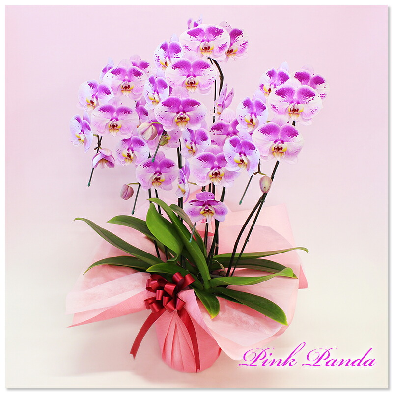 楽天市場 胡蝶蘭 中大輪 珍しい スポット胡蝶蘭 ピンクパンダ 5本立ち あす楽 コチョウラン 花 ギフト 開店祝い 開院祝い 就任祝い 開業祝い 移転祝い 誕生日祝い 結婚祝い 御礼 就任祝い 退職祝い 長寿祝い 供花 お供え 月間優良ショップ ふじみ野ラン園 楽天市場店