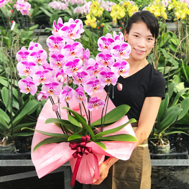 楽天市場 胡蝶蘭 中大輪 珍しい スポット胡蝶蘭 ピンクパンダ 5本立ち あす楽 コチョウラン 花 ギフト 開店祝い 開院祝い 就任祝い 開業祝い 移転祝い 誕生日祝い 結婚祝い 御礼 就任祝い 退職祝い 長寿祝い 供花 お供え 月間優良ショップ ふじみ野ラン園 楽天市場店