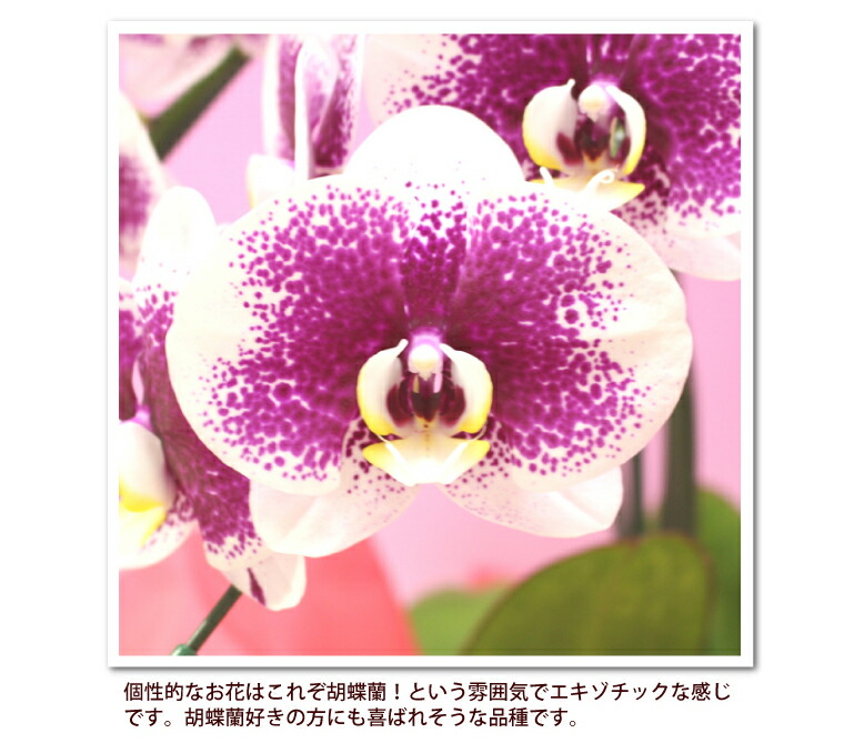 楽天市場 中輪系スポット胡蝶蘭 雅 Miyabi 5本立ち コチョウラン 花 ギフト 開店祝い 開院祝い 就任祝い 開業祝い 移転祝い 誕生日祝い 当選祝い 御礼 就任祝い ご栄転祝い 退職祝い 長寿祝い 供花 お供え 品質保証 月間優良ショップ ふじみ野ラン園 楽天市場店
