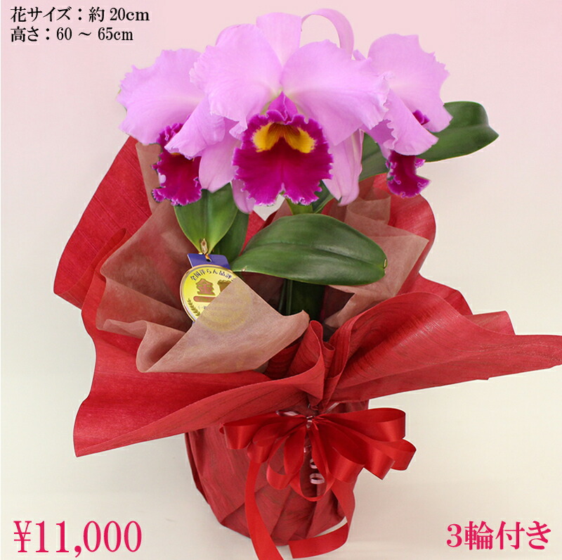 洋幽客の統治女王 カトレア ロゼ3環状 2輪 金賞タグラック 花言葉 成熟したアダルトの人好き スーヴェニア お祭礼 お贈物 誕生時日祝い 開店祝い 退社祝い 叙勲 御マナー 入会祝い ごプロモーション 周年祝い 還暦祝い 構築祝い 年長祝い 月間高級商店 沖縄 離島お届け