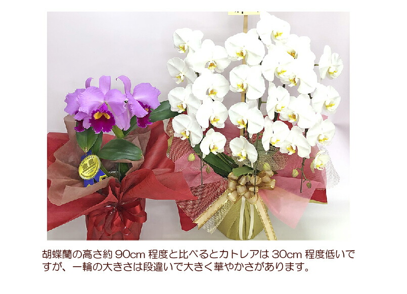 楽天市場 洋ランの女王 カトレア ピンク3輪 金賞タグ付き 花言葉 成熟した大人の魅力 ギフト お祝い お供え 誕生日祝い 開店祝い 退職祝い 叙勲 御礼 就任祝い ご栄転 周年祝い 還暦祝い 新築祝い 長寿祝い 月間優良ショップ 沖縄 離島お届け不可 ふじみ野ラン園
