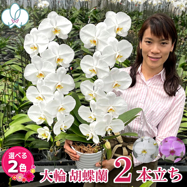 【4/30までエントリー＆抽選で最大5,000ｐ】 胡蝶蘭 大輪 2本立ち 20輪以上 白 ピンク 画像送付あり 各種立札・豊富なラッピング無料！ 最短翌日着 蘭 花 ギフト プレゼント お祝い 誕生日 開店 受章祝 叙勲 内祝い 記念日 お供え 供花 月間優良ショップ