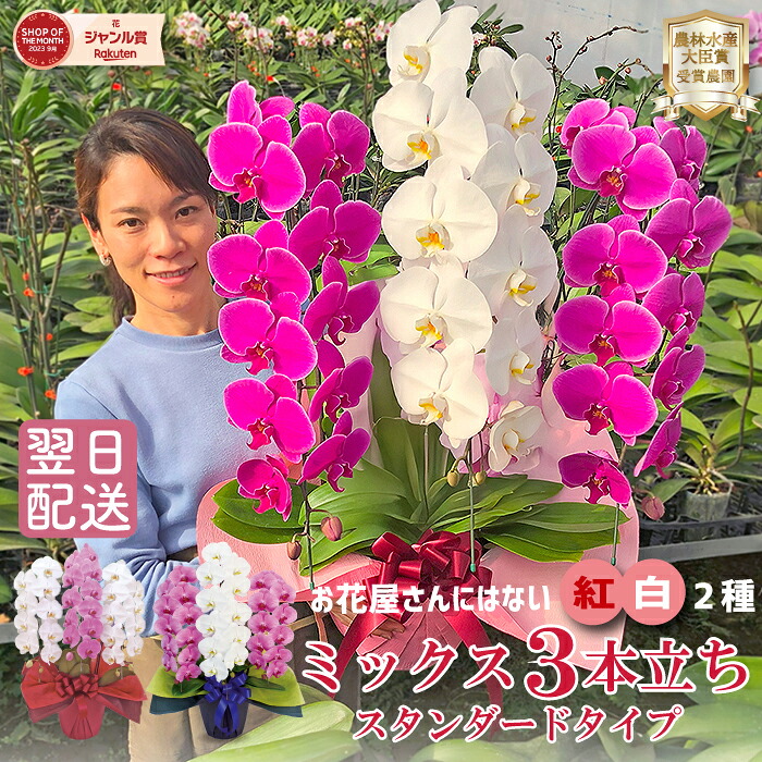 【7月限定！抽選で最大5000Pバック要エントリー】 胡蝶蘭 白 と ピンク または ワイン色 の ミックス 3本立ち 紅白 2種 画像送付あり 各種立札・豊富なラッピング無料！ 最短翌日着 人気 プロが選ぶ おしゃれ ギフト プレゼント 開店 お中元 就任 受章祝 退職 移転 誕生日 記｜ふじみ野ラン園　店