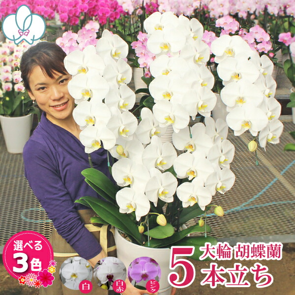 百貨店大売り出し！6/4(木)20:00～6/11(木)1:59