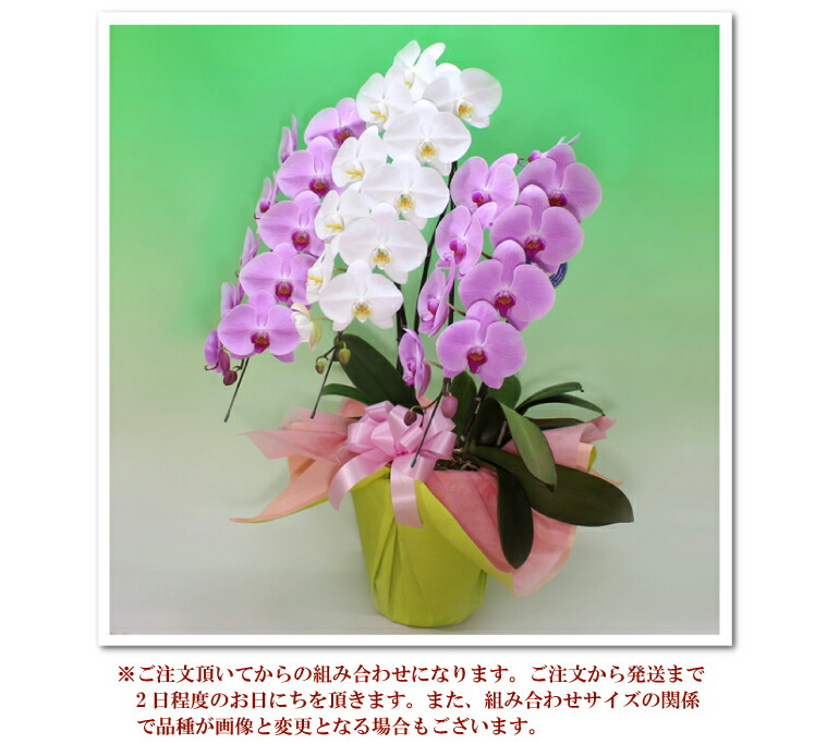 他にはないお祝いにミックス胡蝶蘭3本立ち2種