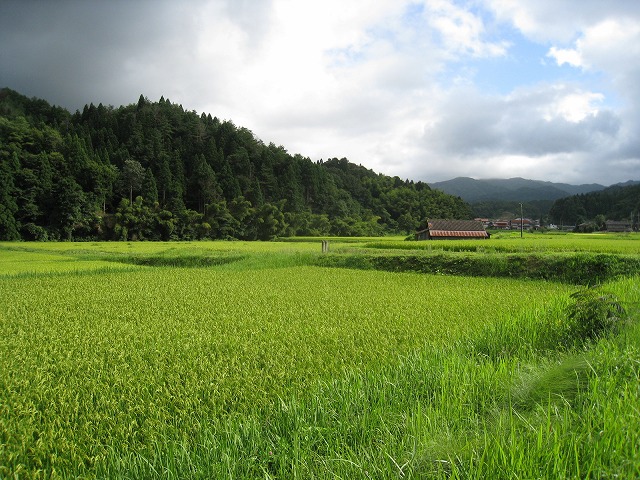 仁多米を育てている馬木の田んぼ