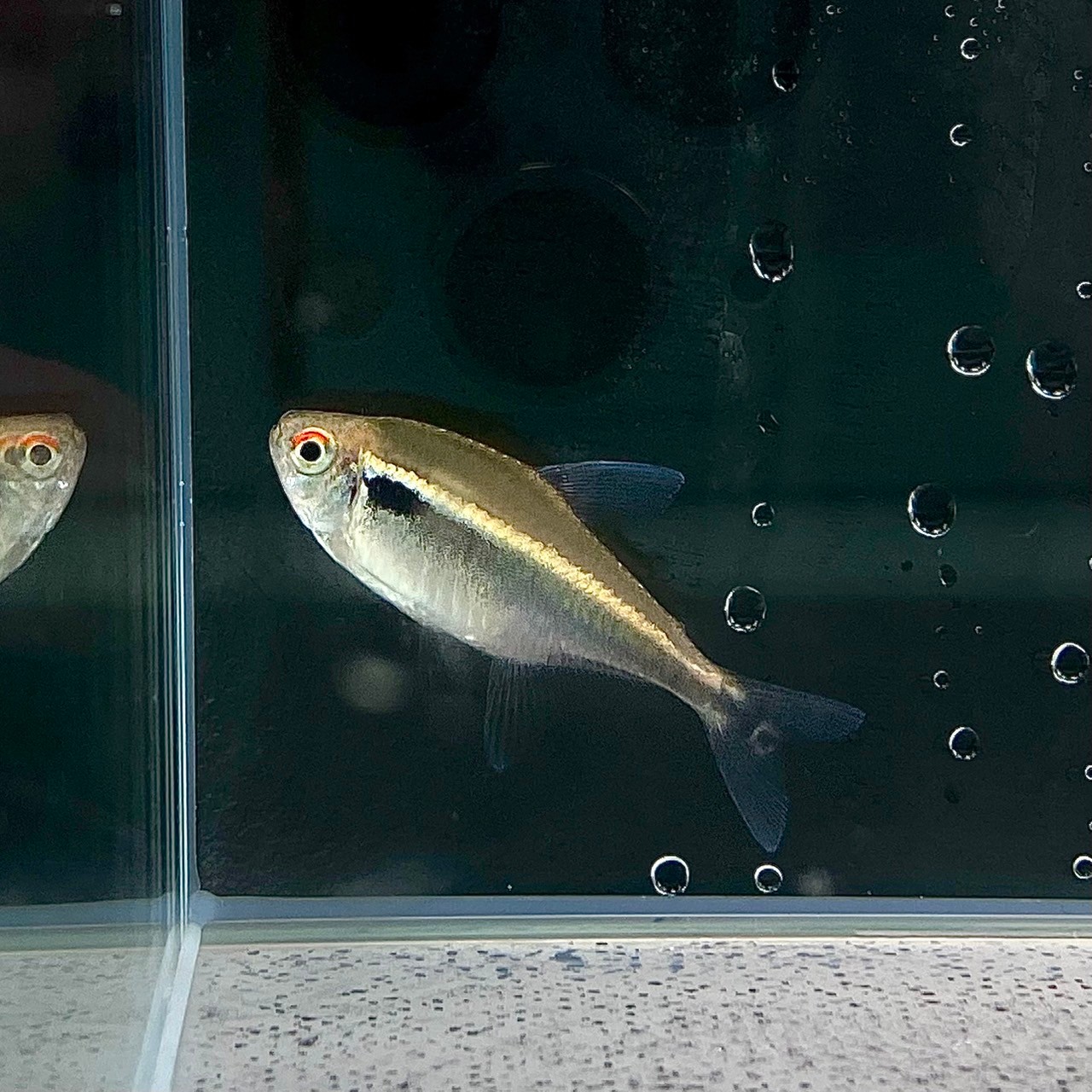 楽天市場】アルビノブラックネオンテトラ (Mサイズ) (10匹) 不二熱帯魚