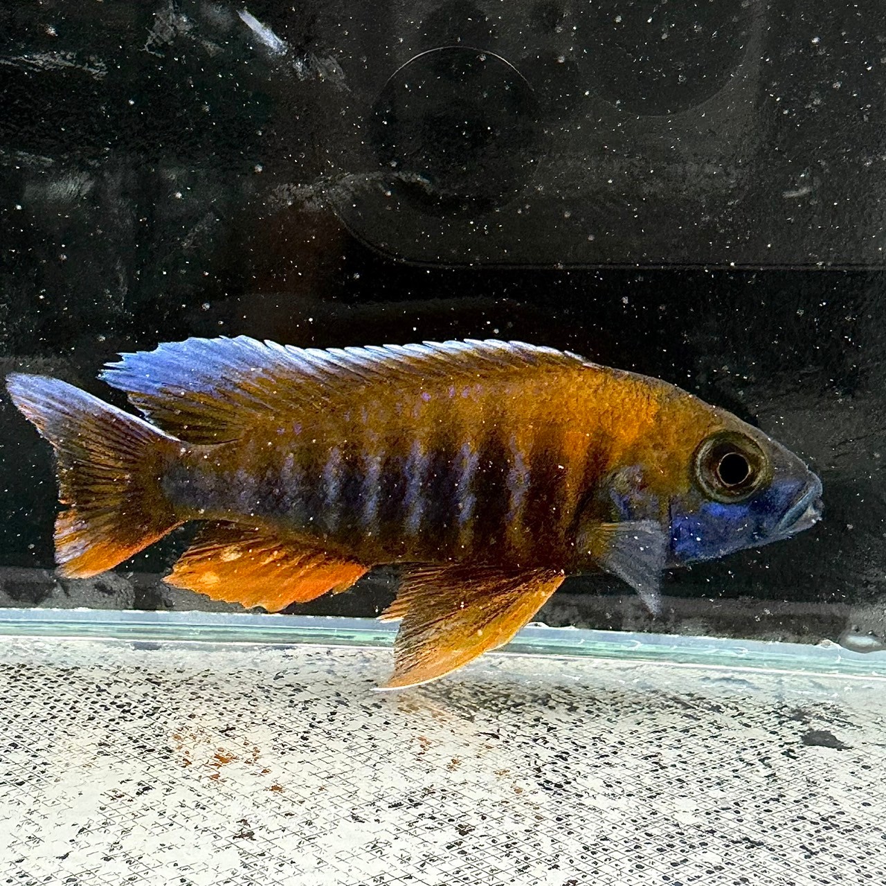 アウロノカラ ステベニィ ウジスヤ ワイルドF1 10〜11㎝ 写真個体販売