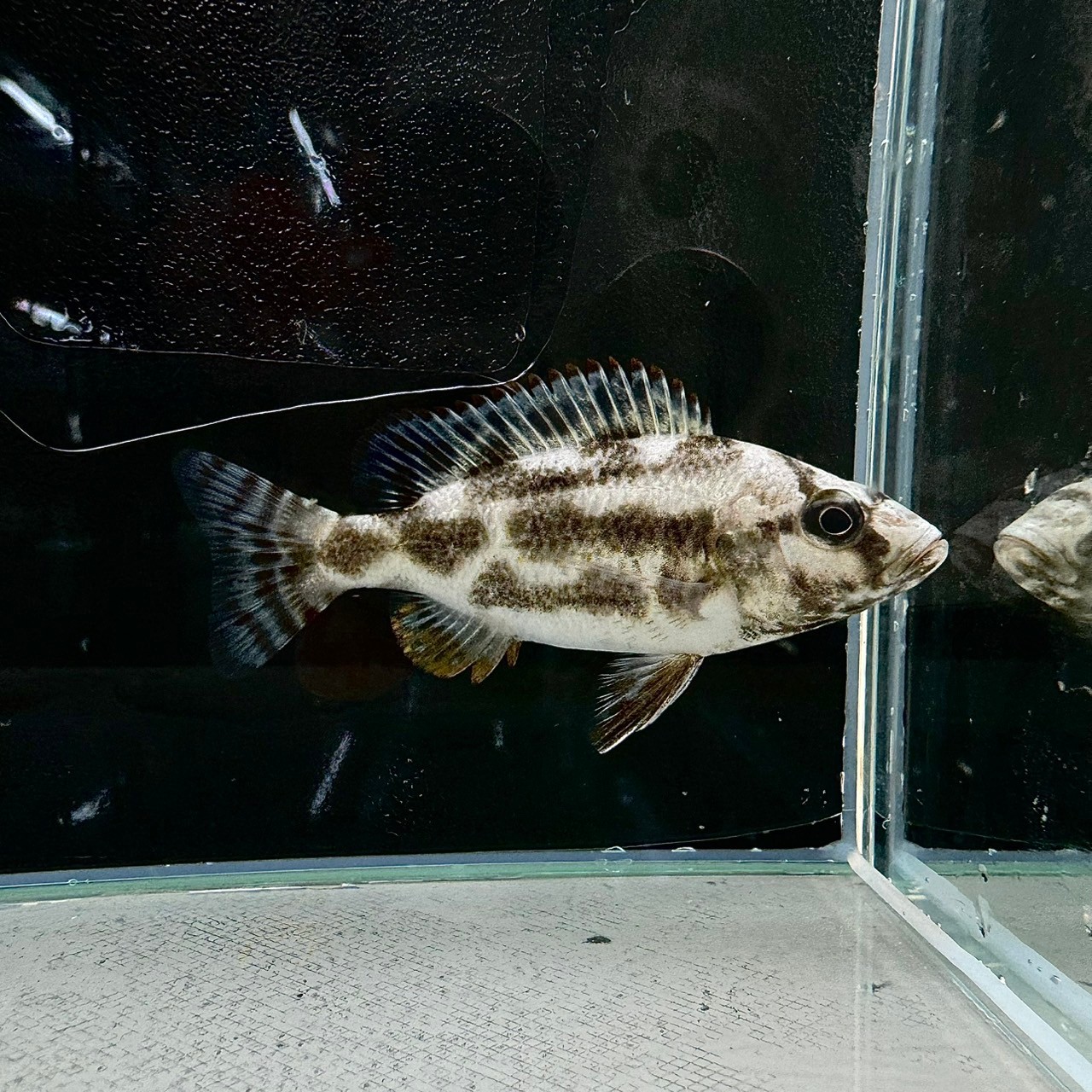 楽天市場】ディミディオクロミス・コンプレシケプス・ブルー (3cm±) (2