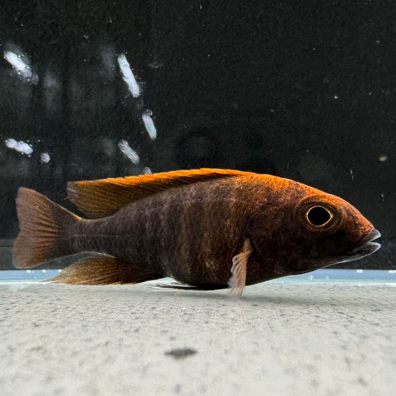 即決 1匹 フロントーサ ブラックウィドウ ② 約13cm※九州地方、沖縄