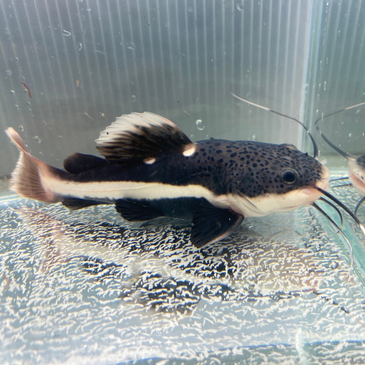 楽天市場】特価品 レッドテールキャット (15cm＋) (1匹) 不二熱帯魚 熱帯魚 淡水魚 生体 人気種 ナマズ : 不二熱帯魚