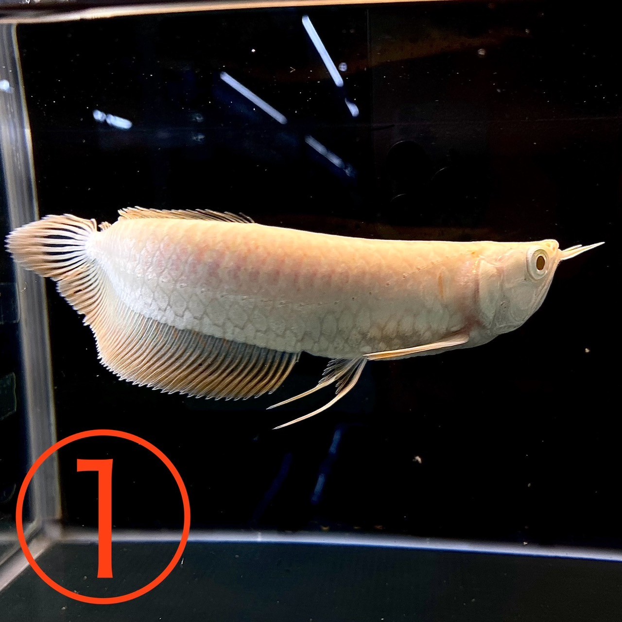 【楽天市場】特価品 アルビノシルバーアロワナ (40cm±) (1匹) 不二熱帯魚 熱帯魚 古代魚 淡水魚 人気種 生体:不二熱帯魚