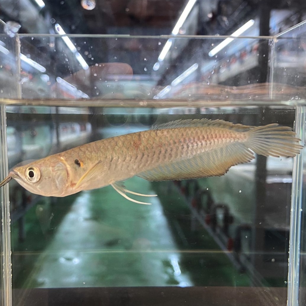 【楽天市場】シルバーアロワナ (7cm±) (1匹) 不二熱帯魚 熱帯魚 淡水魚 生体 人気種 アロワナ 古代魚:不二熱帯魚