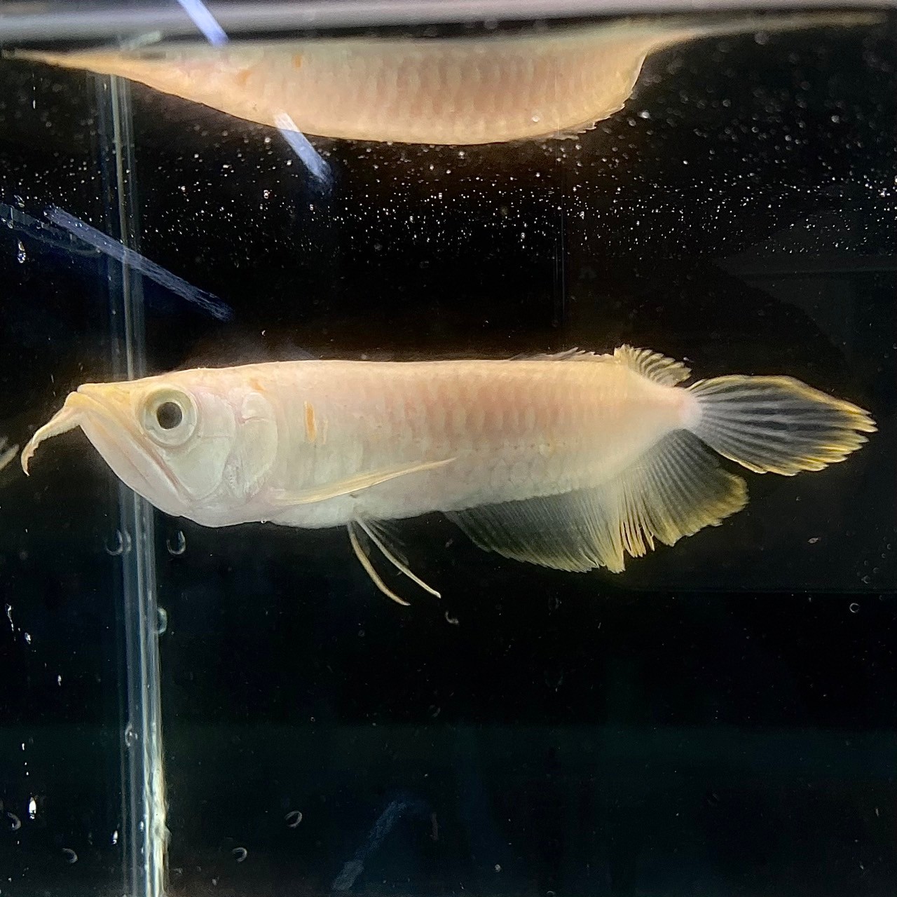 楽天市場】【極上選別個体】極美！ 過背金龍フルゴールド 48cm位