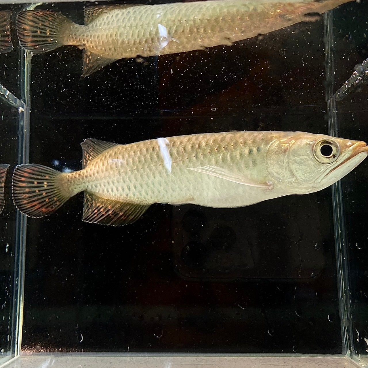 ☆大人気熱帯魚☆シルバーアロワナ 30㎝前後 3匹 セット☆ アクア 