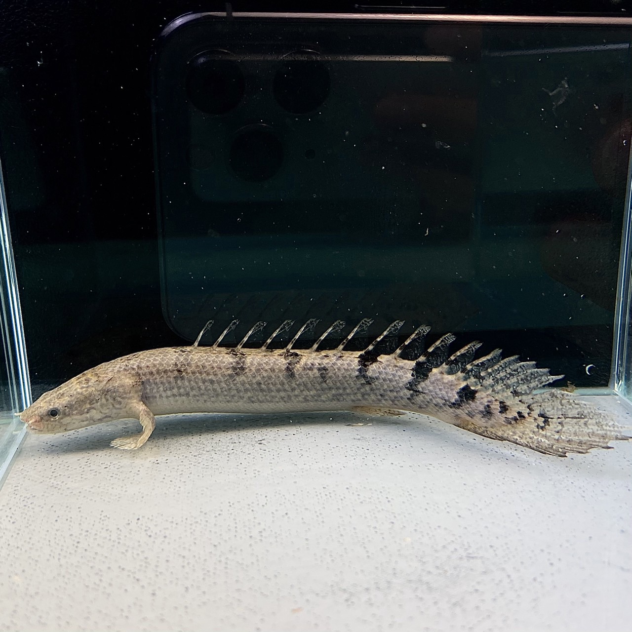 楽天市場】シルバーアロワナ (11cm±) (1匹) 不二熱帯魚 熱帯魚 淡水魚 