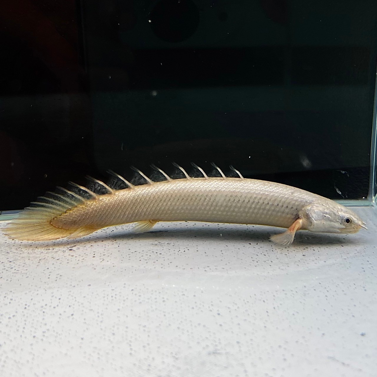 楽天市場】シルバーアロワナ (30cm±) (1匹) 不二熱帯魚 熱帯魚 淡水魚 