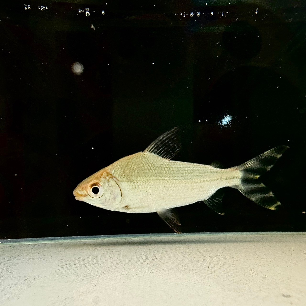 ☆大人気熱帯魚☆シルバーアロワナ 30㎝前後 3匹 セット☆ アクア 