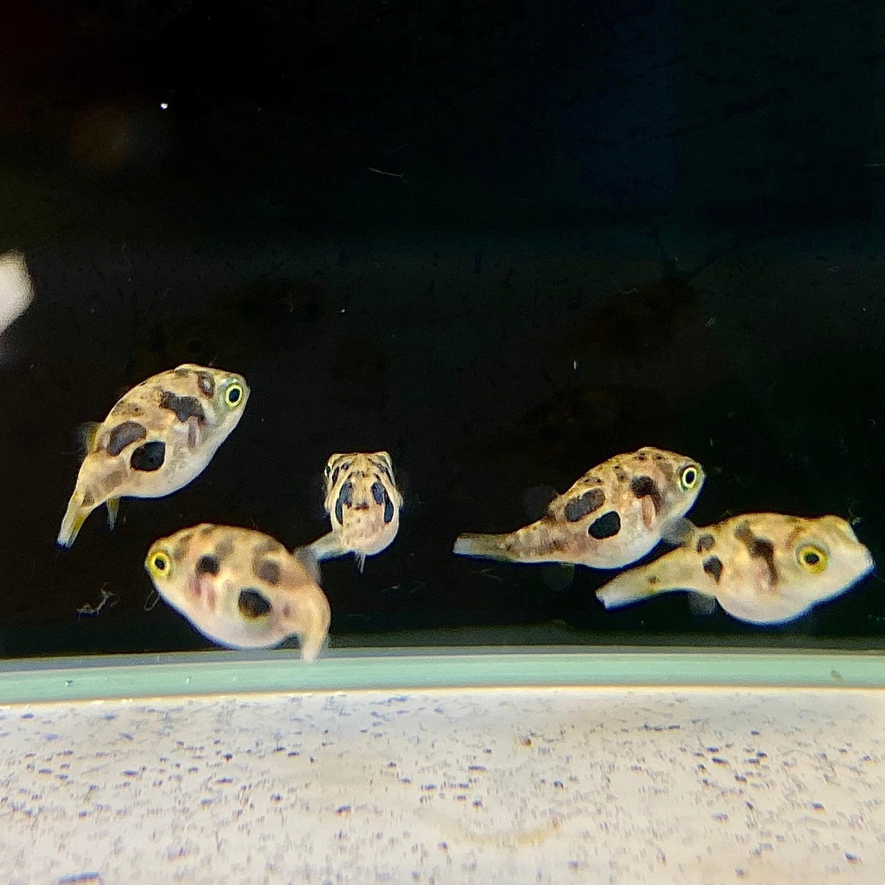 楽天市場】シルバーアロワナ (11cm±) (1匹) 不二熱帯魚 熱帯魚 淡水魚 