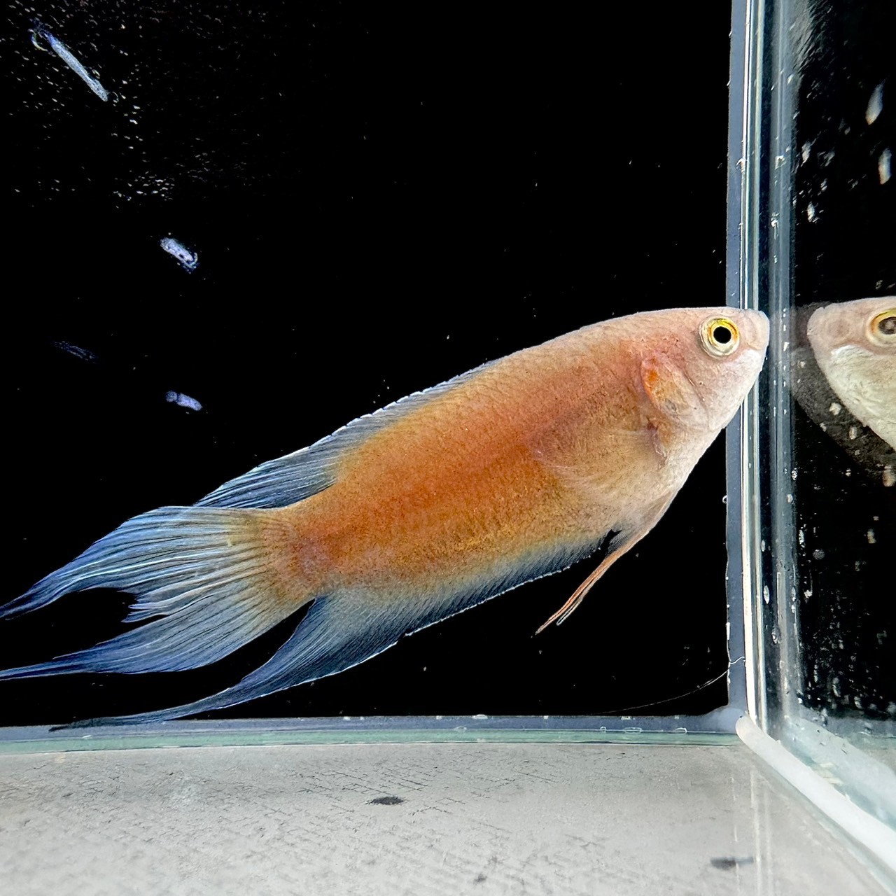 パラダイスフィッシュゴールデン2匹