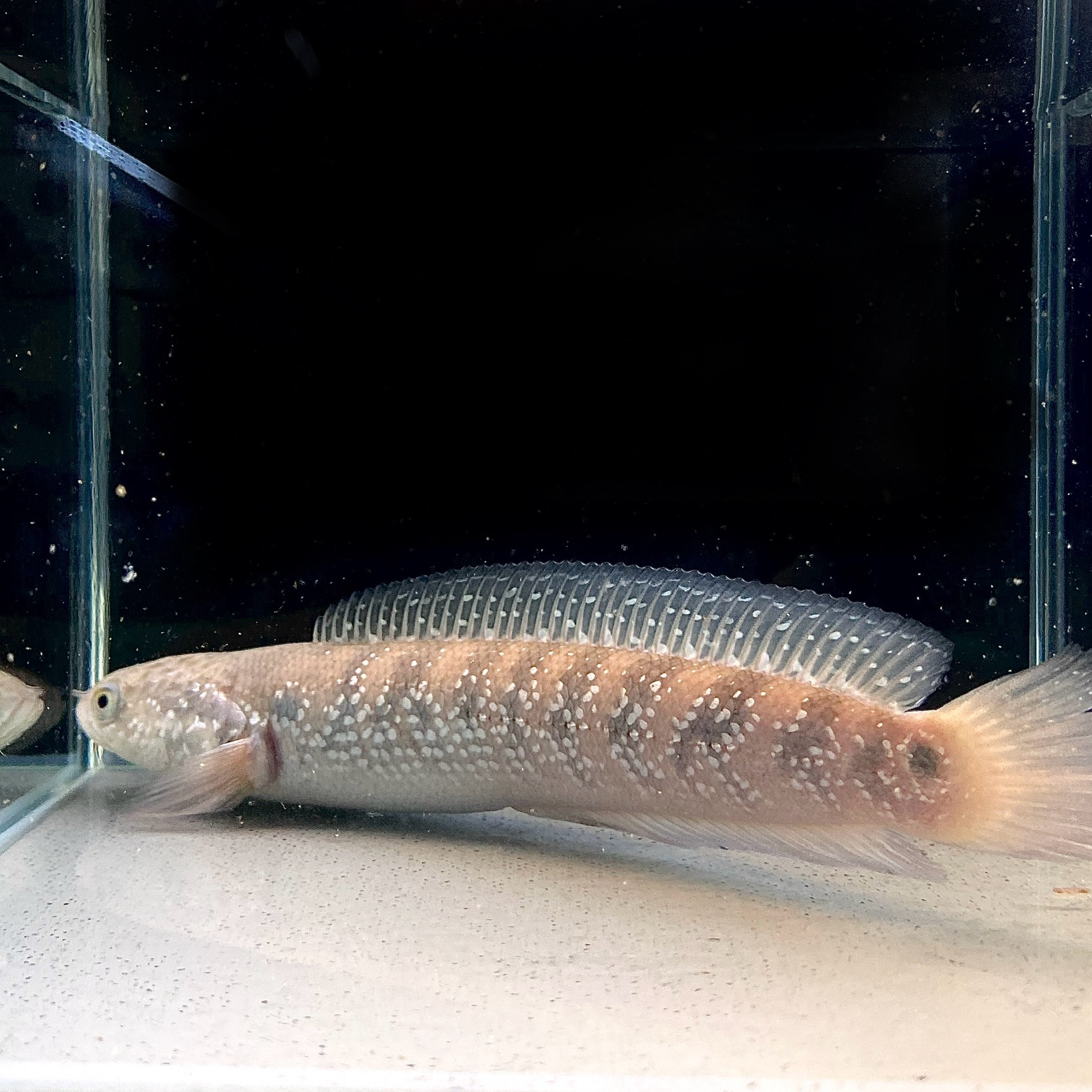 Spoit Koi 【楽天市場】ホワイトスポットコウタイ (18cm+) (1匹) 不二熱帯魚 熱帯魚 観賞魚 生体 肉食魚 アナバス:不二熱帯魚