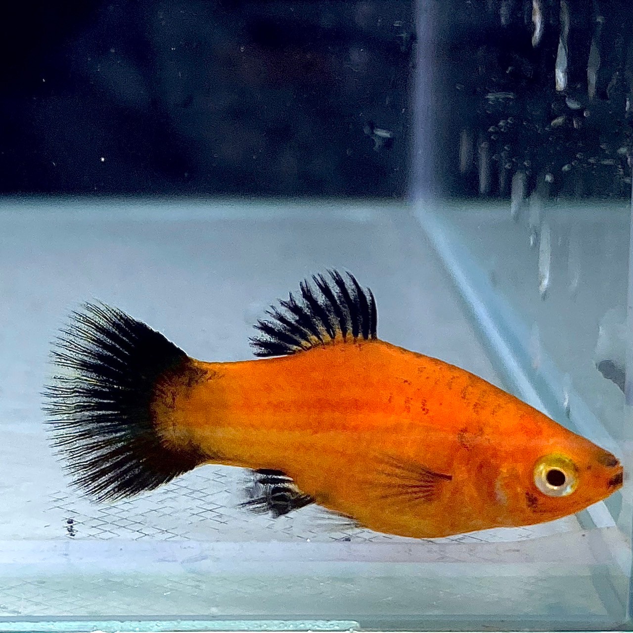 レッドワグテールプラティ