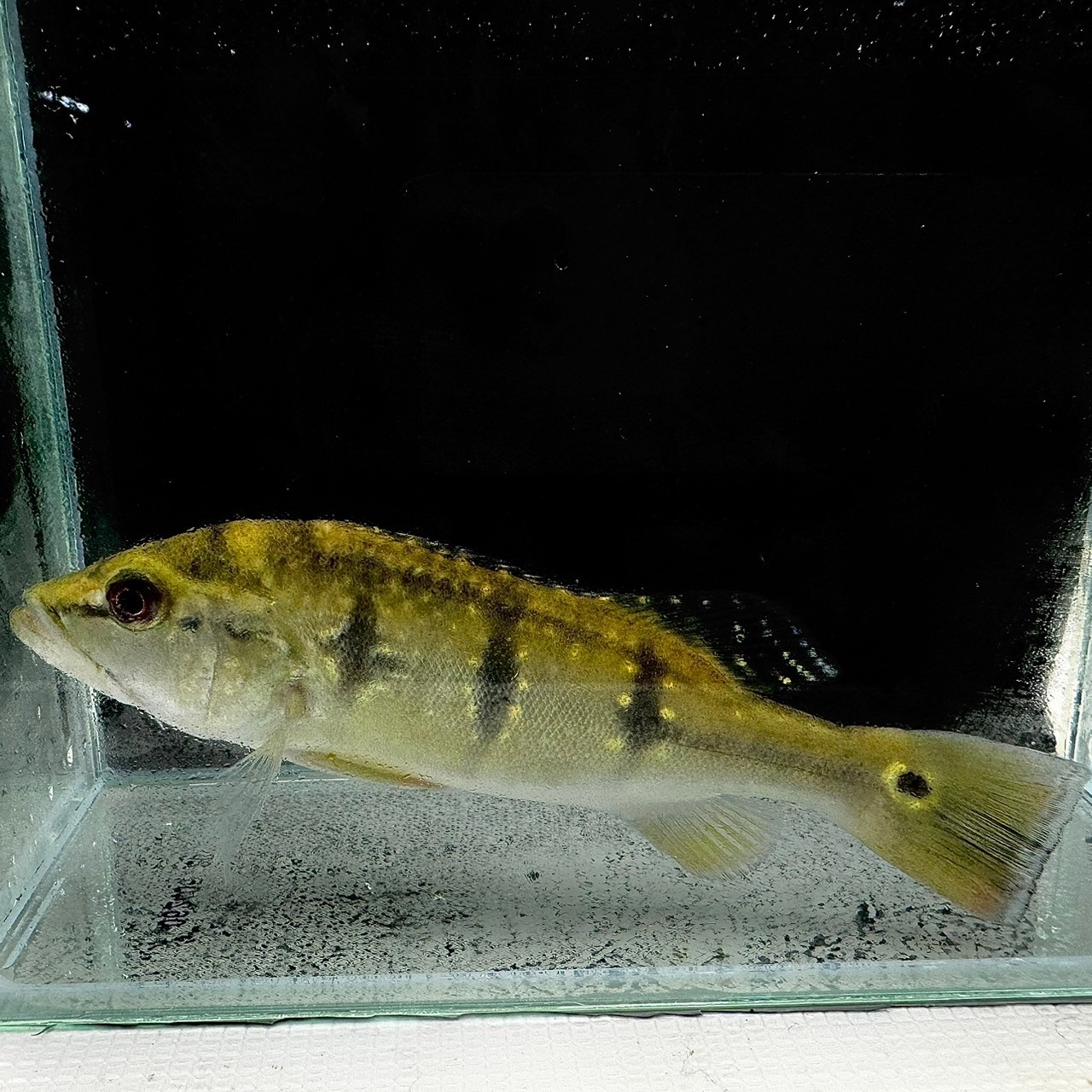 楽天市場】【シクリッド】キクラ ケルベリースパイダー ショートボディ