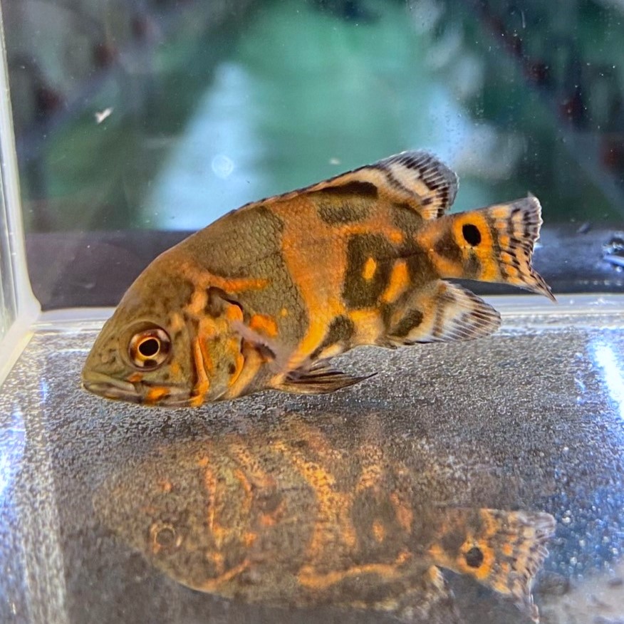 楽天市場】(熱帯魚 生体)レモンオスカー （約4cm）（1匹