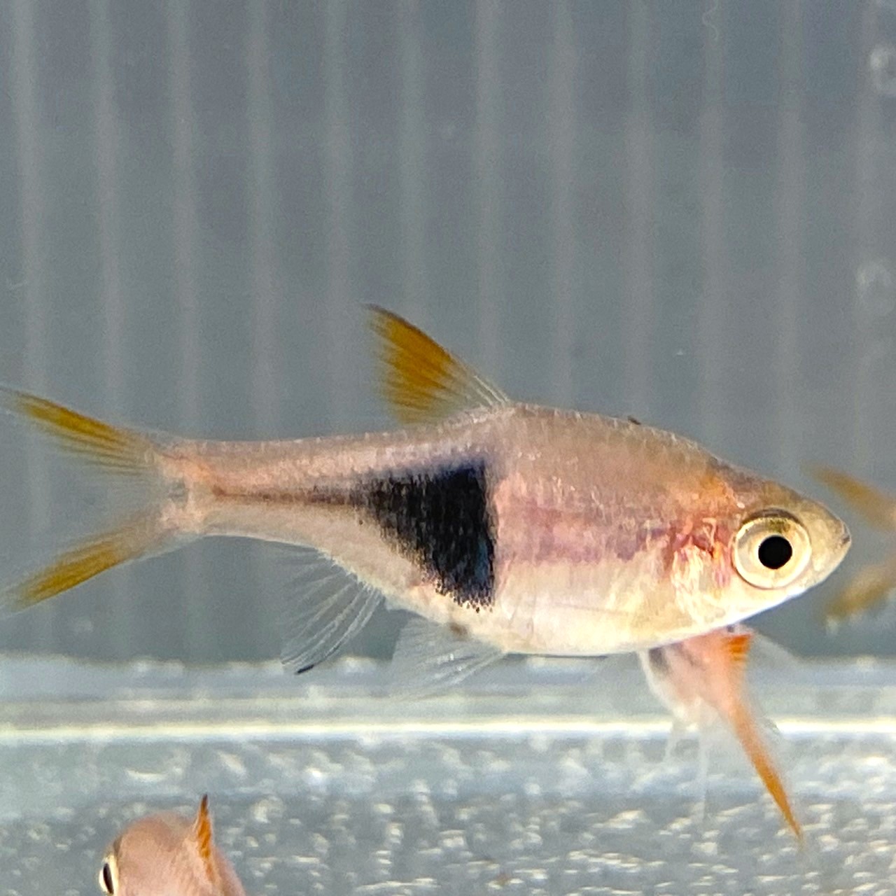 楽天市場】【死着保証あり】アルビノシルバーアロワナ (7cm±) (1匹) 不