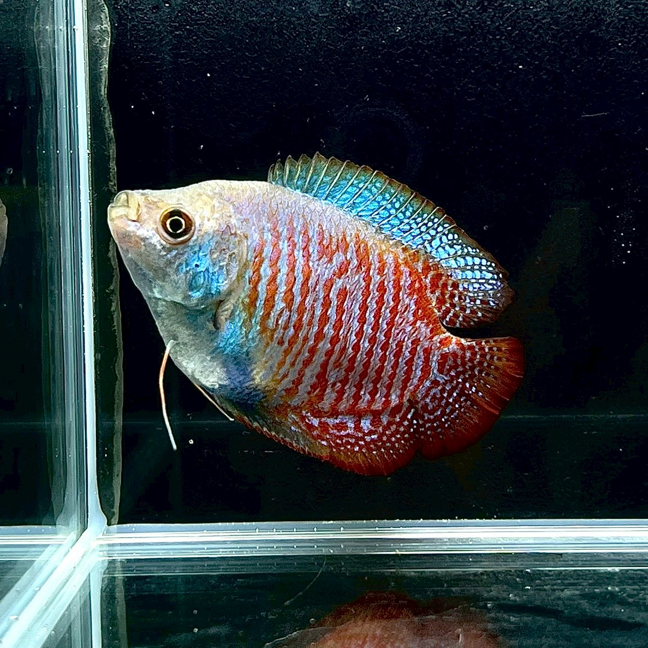 ☆大人気熱帯魚☆シルバーアロワナ 30㎝前後 3匹 セット☆ アクア 